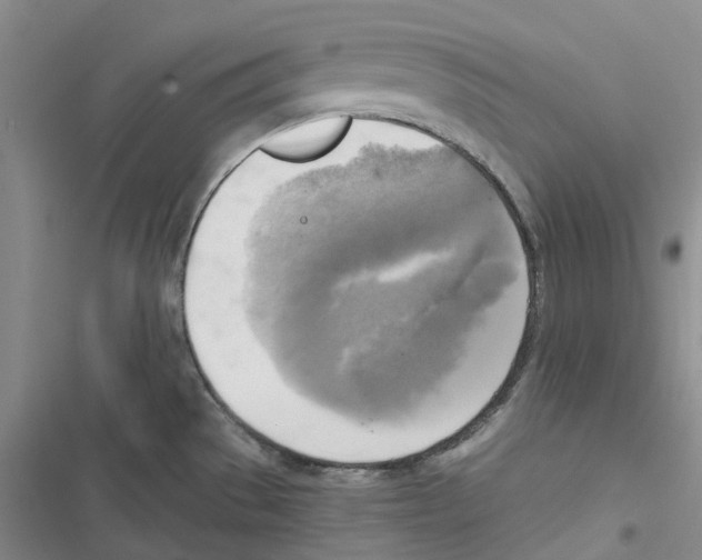 X0000116831529201001151216