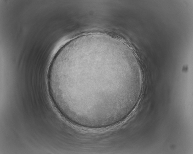 X0000116830006201001291653