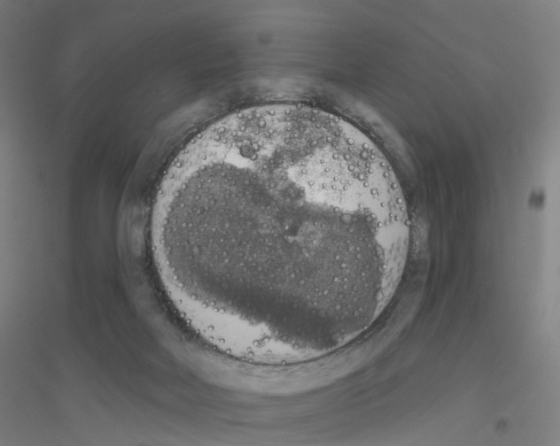 X0000116830026201001291652