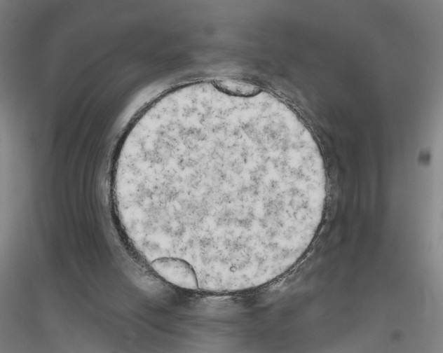 X0000116830054201001291651