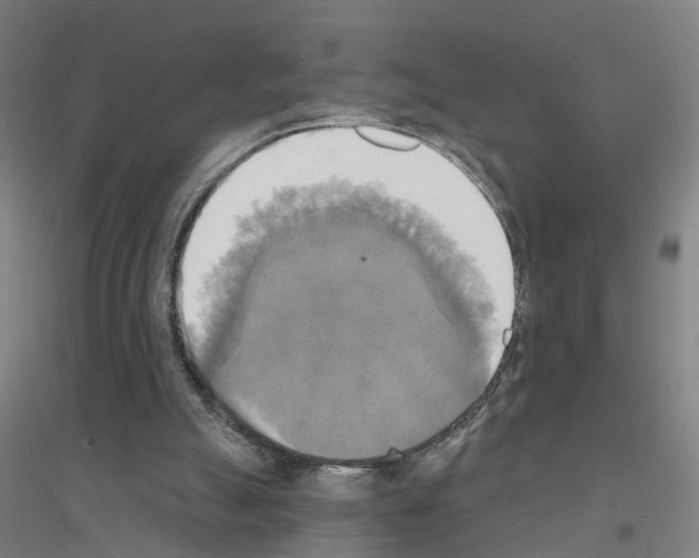 X0000116830055201001291651