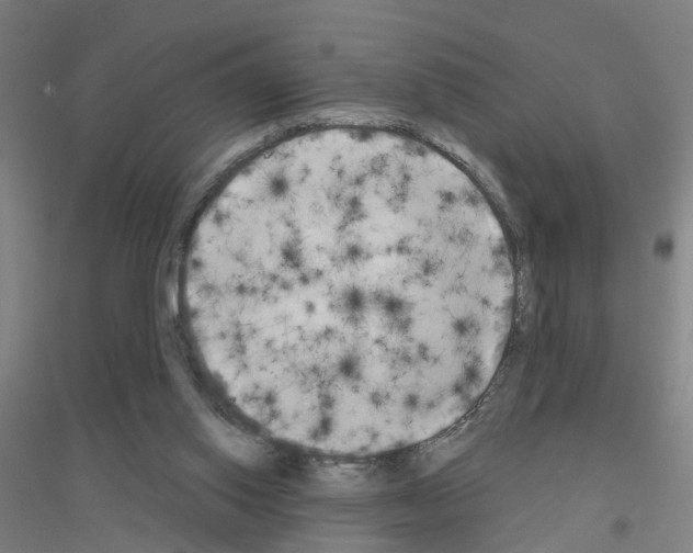 X0000116830062201001291652