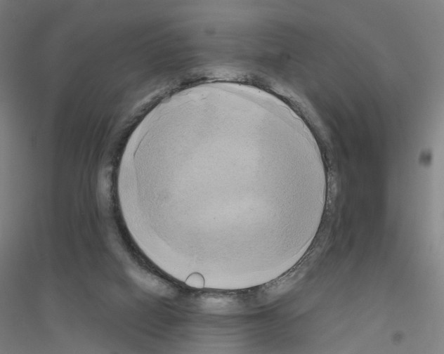 X0000116830066201001291652