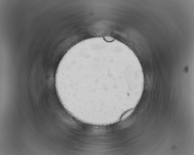 X0000116830085201001291652