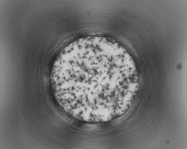 X0000116830170201001291650