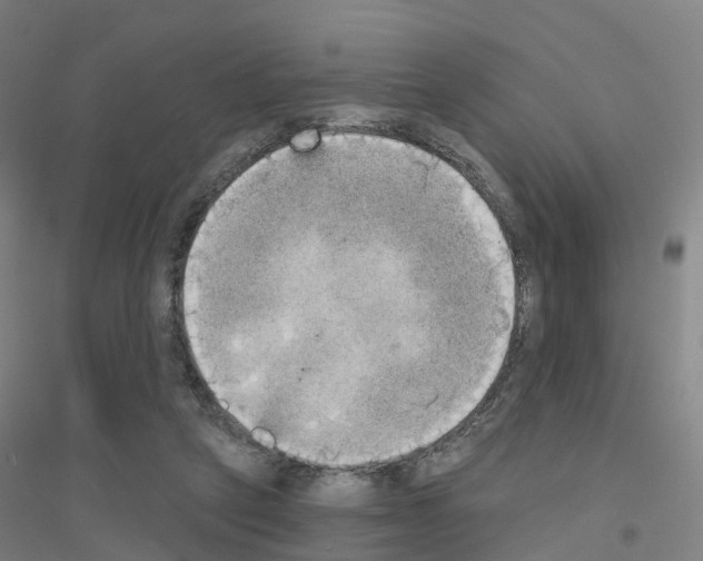 X0000116830257201001291649