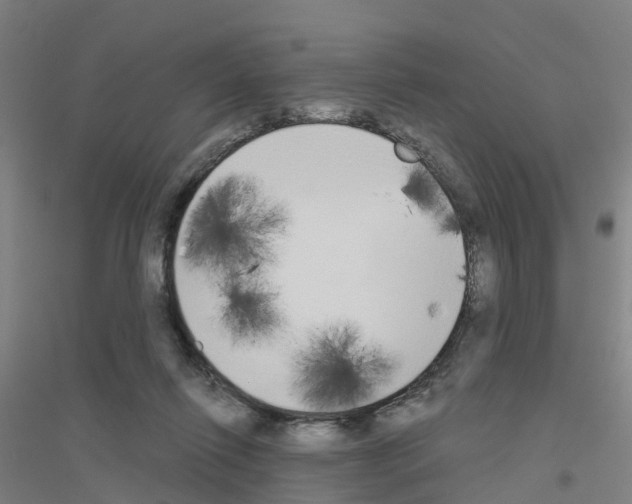 X0000116830262201001291649