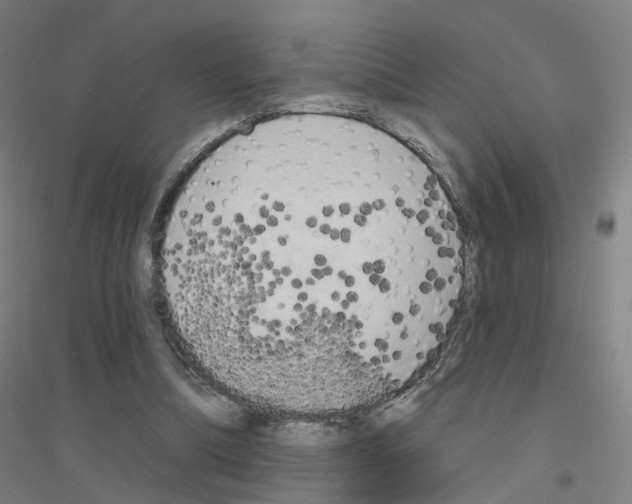 X0000116830298201001291649