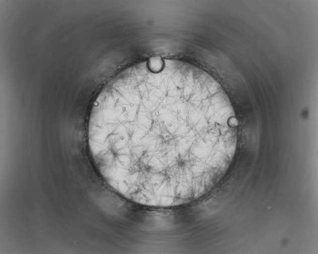 X0000116830317201001291648