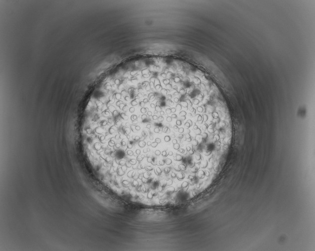 X0000116830354201001291648