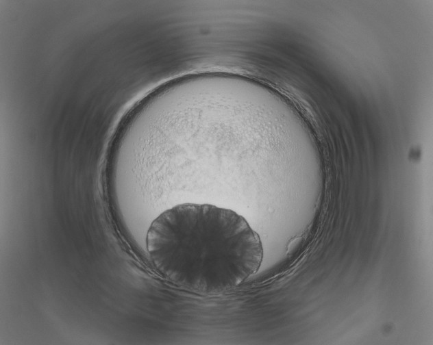 X0000116830388201001291647