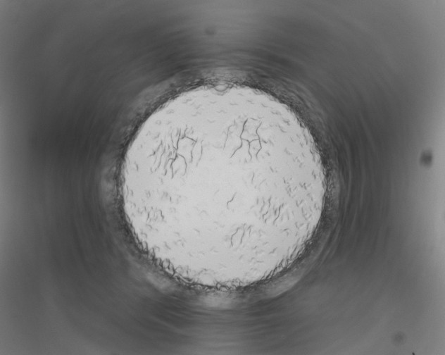 X0000116830416201001291647