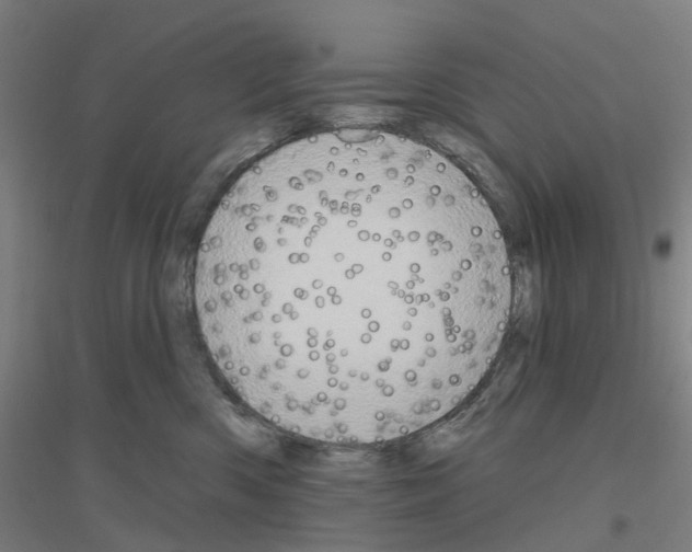 X0000116830426201001291647