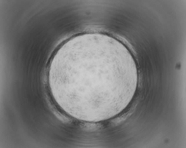 X0000116830439201001291646