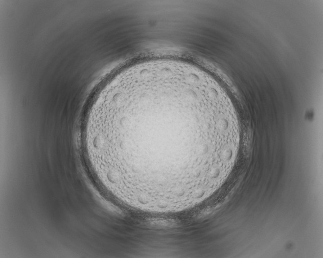 X0000116830629201001291644