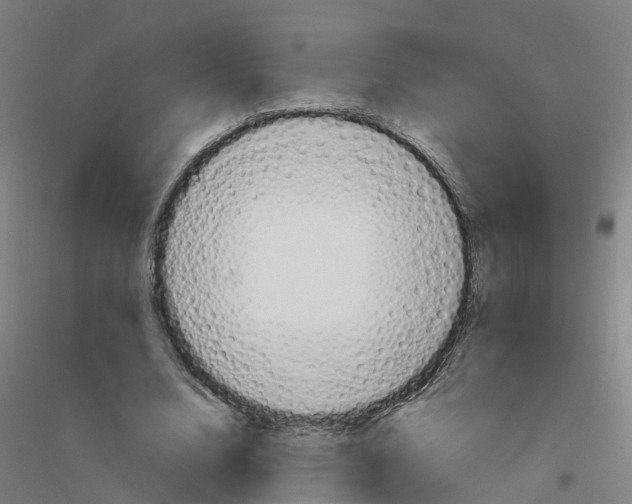 X0000116830632201001291644