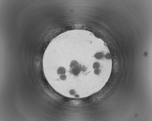 X0000116830654201001291644