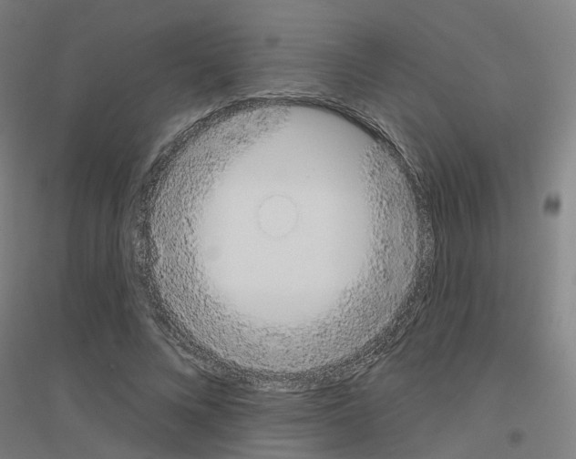 X0000116830688201001291643