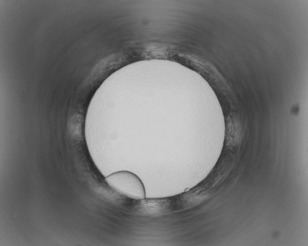 X0000116830706201001291643