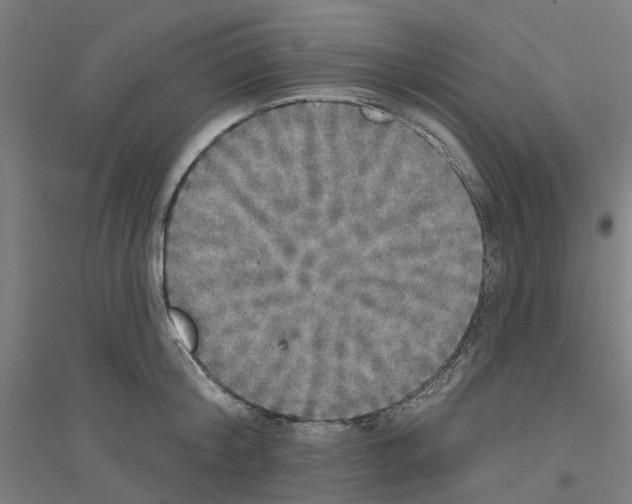 X0000116830804201001291642