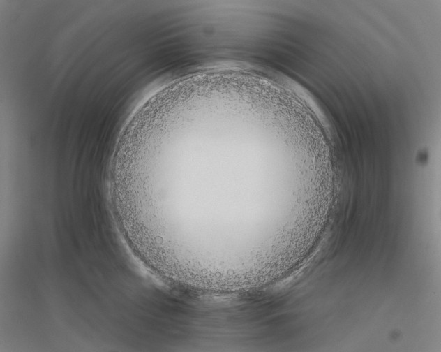 X0000116830810201001291642