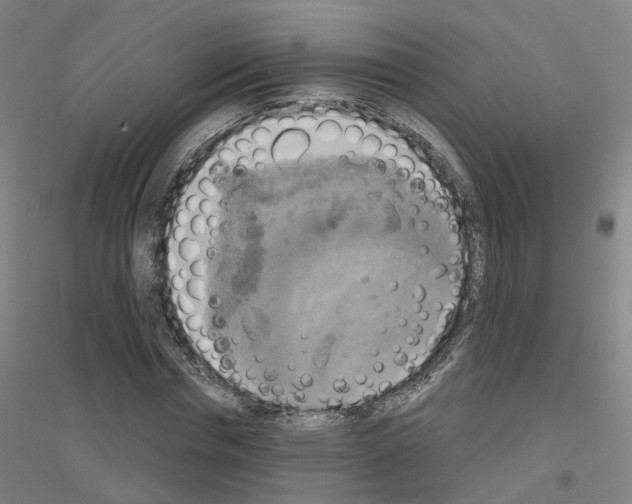 X0000116830826201001291641