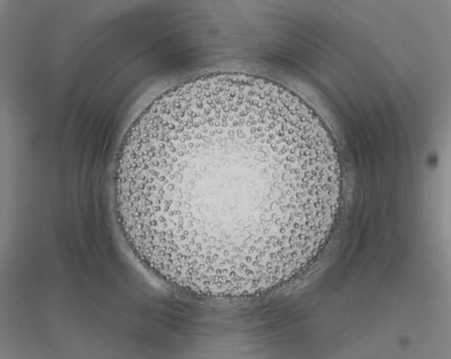 X0000116830906201001291640