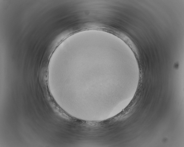 X0000116830954201001291640