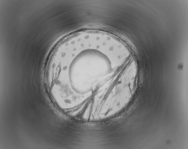 X0000116830976201001291639