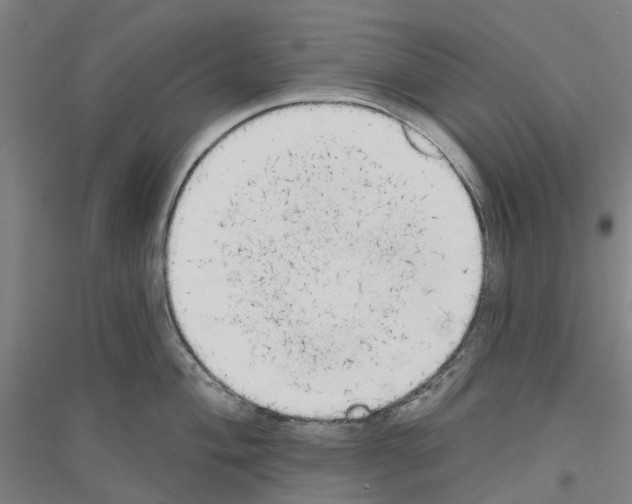 X0000116831004201001291639