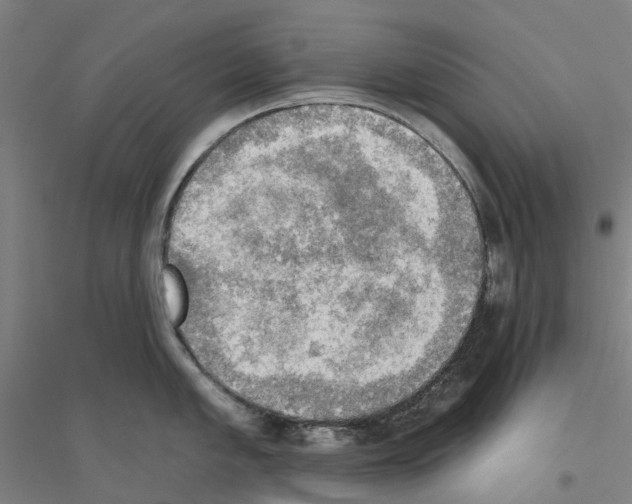 X0000116831005201001291639