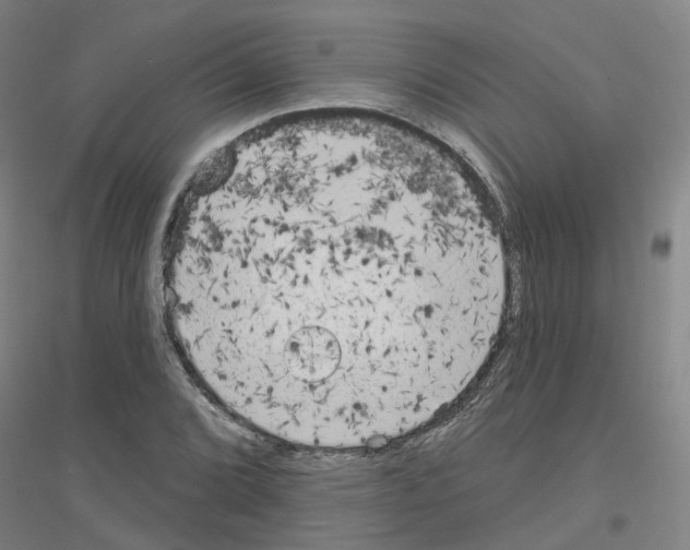 X0000116831072201001291638