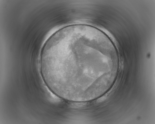 X0000116831294201001291635