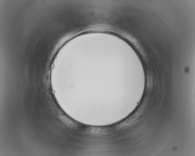 X0000116831366201001291634