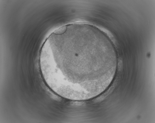 X0000116831374201001291634