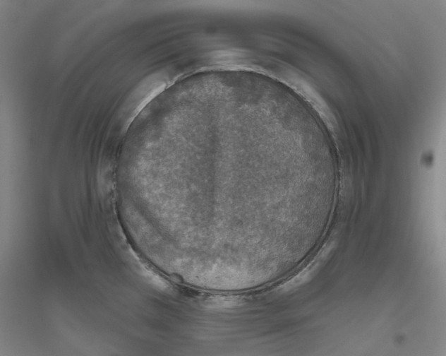 X0000116831385201001291634