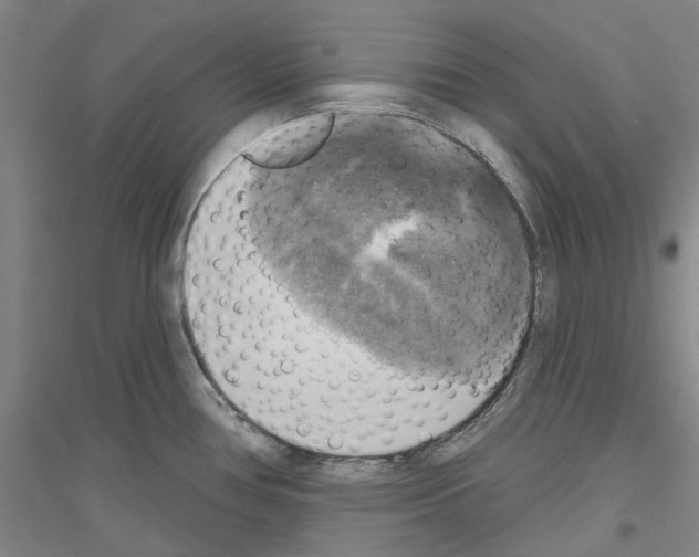 X0000116831386201001291634