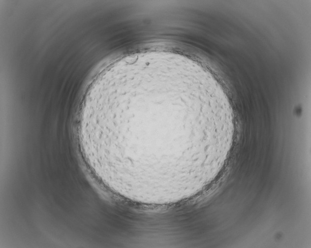 X0000116831426201001291634