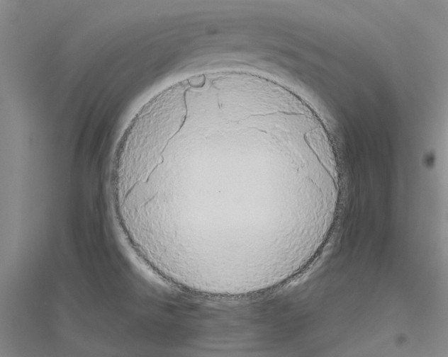 X0000116831526201001291632