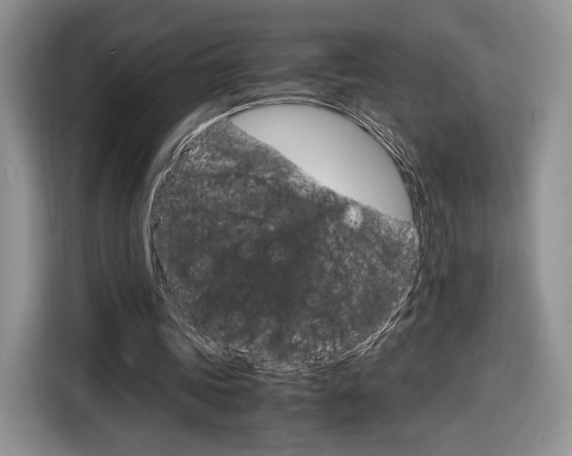 X0000116840339200912181119