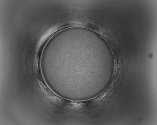 X0000116840343200912181503