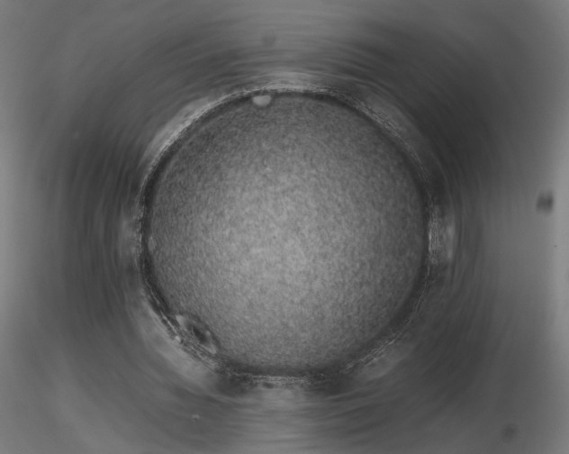 X0000116840436200912181501