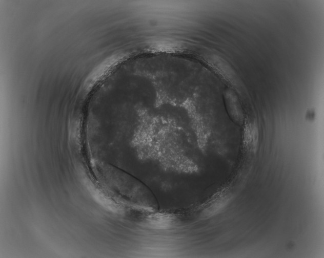 X0000116840444200912181501