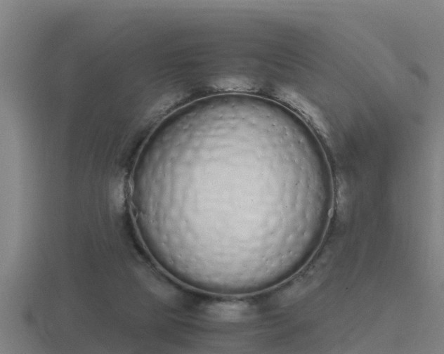 X0000116840065200912241236