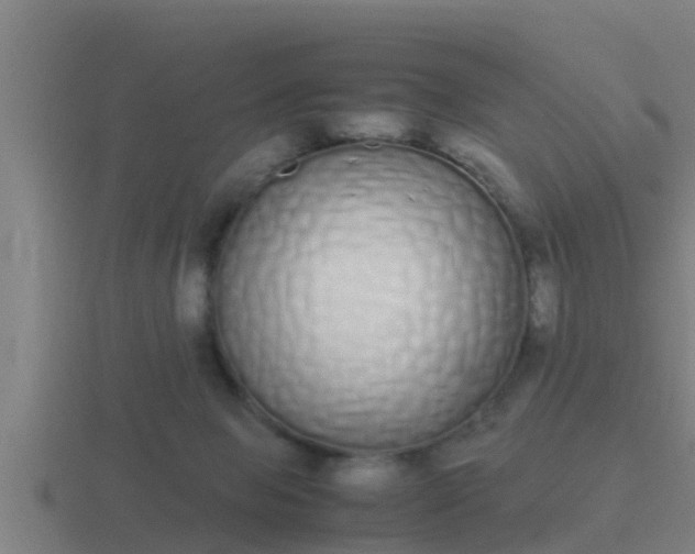 X0000116840077200912241236