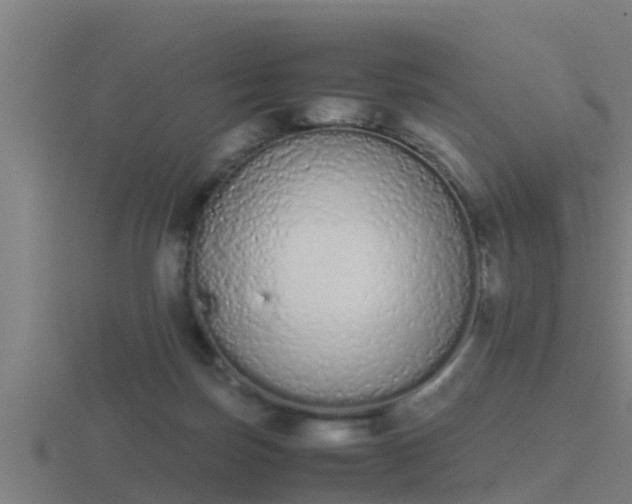 X0000116840171200912241235