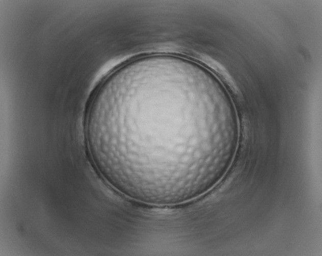 X0000116841176200912241222
