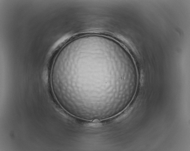 X0000116841406200912241219