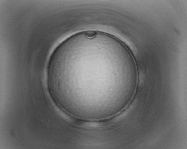 X0000116841517200912241218