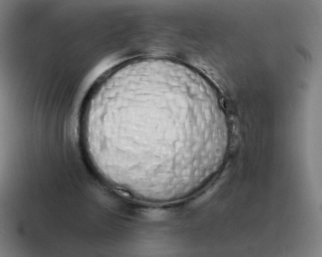 X0000116840246200912312100